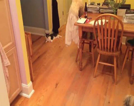 10605040_570961053031490_570960786364850_13812_1249_b