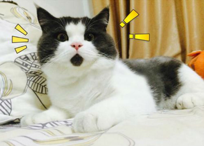 Meet OMG Cat, The Cat That Constantly Looks Surprised