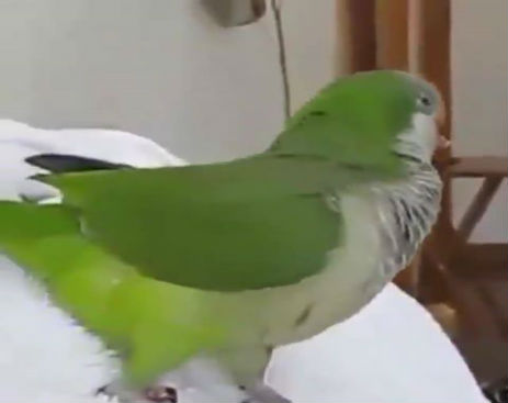 10605055_576248799169382_576248725836056_7294_1508_b