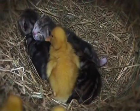 10751372_589217121205883_589216181205977_47700_858_b