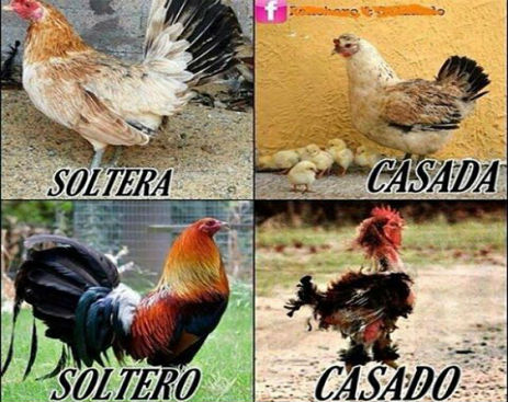 1487440_582257158568546_2551176540285692556_n