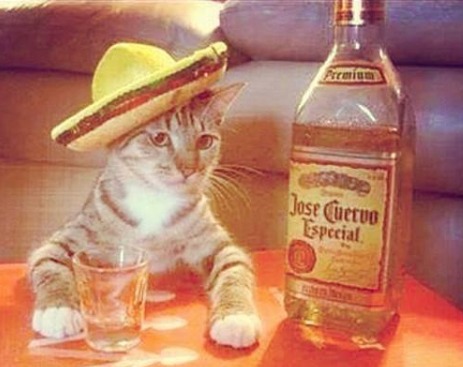 10271471_648103061983955_2313405492250761115_n (1)