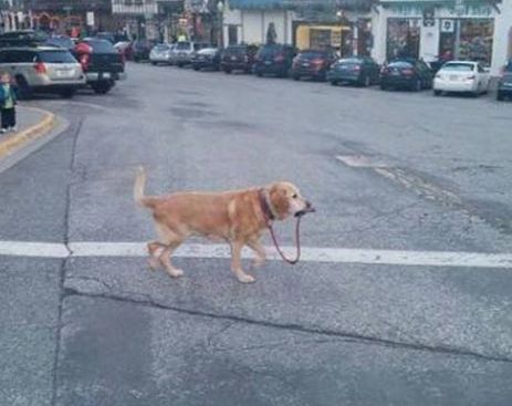 10995303_668438113283783_2174516307992232197_n (2)