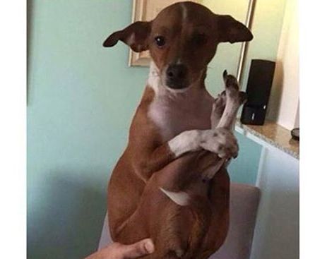 11164604_664985056962422_1940207761793129034_n (1)