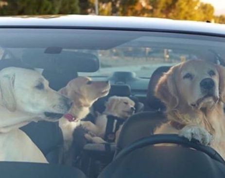 11128794_668439439950317_6196765467372052847_n (1)